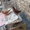 جفت کبوتر