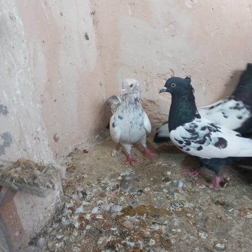 باسلام تعداد 10 عدد ماده رنگه فروشی