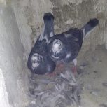 10 تا پرنده درجه یک