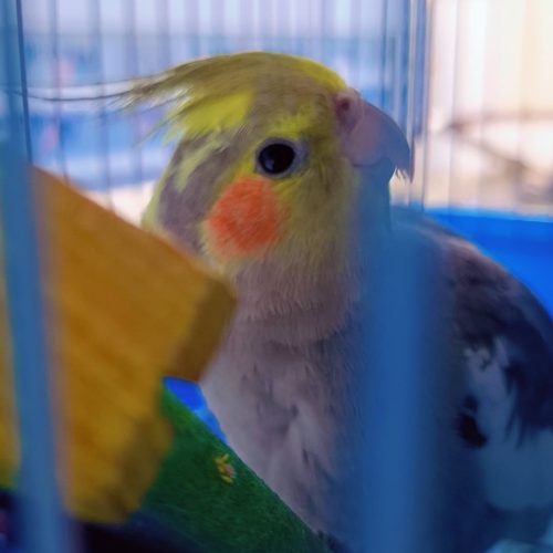 پرنده، عروس هلندی سخنگو