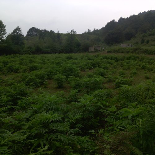 زمین باغی در شیرگاه