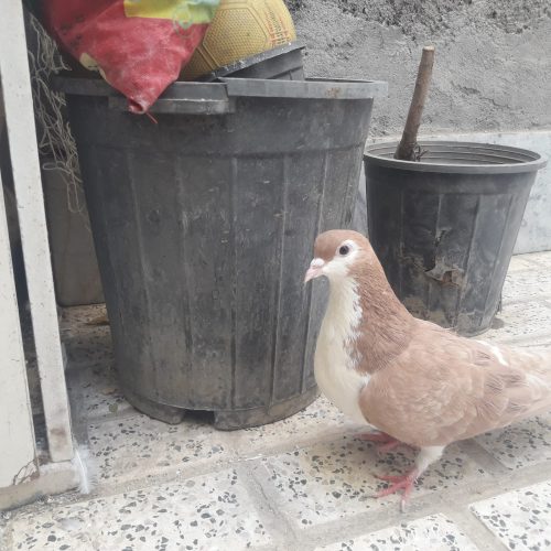 کبوتر پرشی و جفتگاه