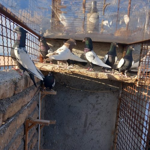 باسلام تعداد 10 عدد ماده رنگه فروشی