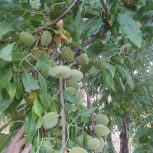 فروش 6هکتارباغ انجیر،بادام،انگورو…