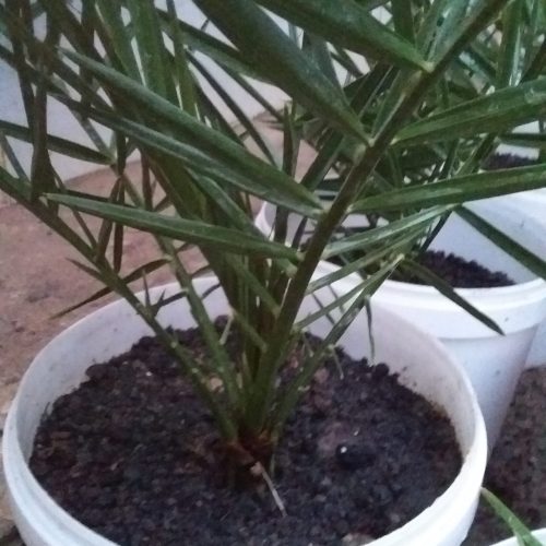 نهال نخل برحی