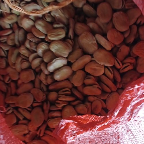 فروش اتن باقلا خشک خوراکی بذری درشت درجه یک