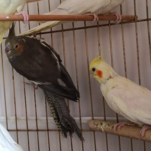 یک جفت عروس هلندی