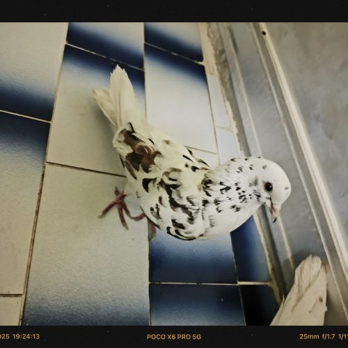 کبوترکاشانی