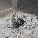 کبوتر نره چینی اصفهانی دم سفید