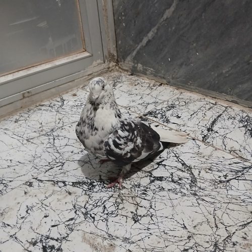 کبوتر نره چینی اصفهانی دم سفید