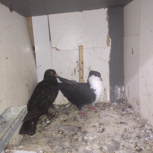 چند عدد کفتر