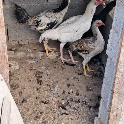مرغ و خروس زنده لاری