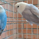 پرنده طوطی برزیلی 2 عدد