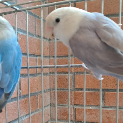 پرنده طوطی برزیلی 2 عدد