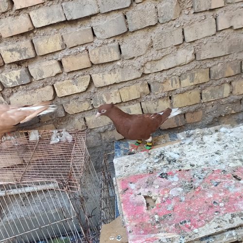 جفت کبوتر