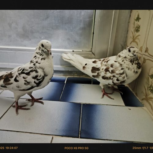 کبوترکاشانی