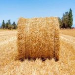 فروش کاه یونجه جو و…