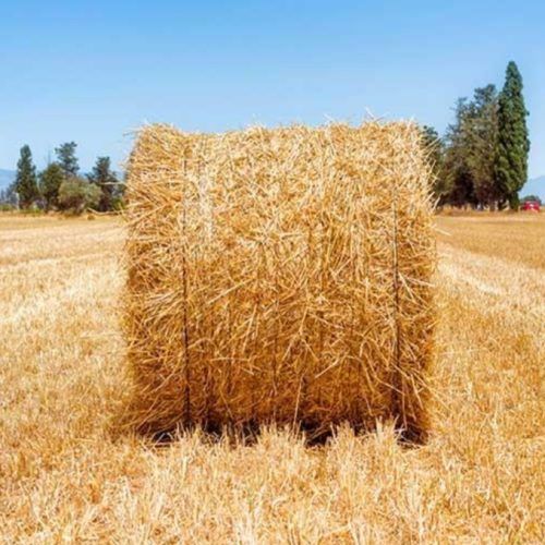 فروش کاه یونجه جو و…