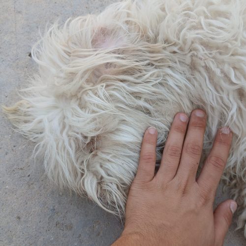 سگ شیتزو تریر خونگی واکسن زده