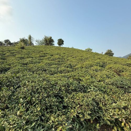 فروش زمینی با ویو  عالی