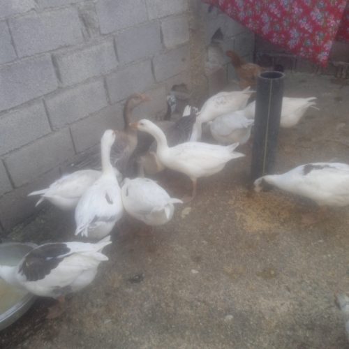 فروش 11عدد غاز سالم