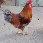 خروس محلی