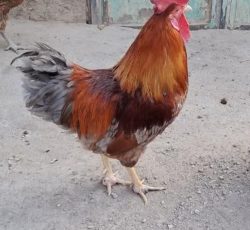 خروس محلی