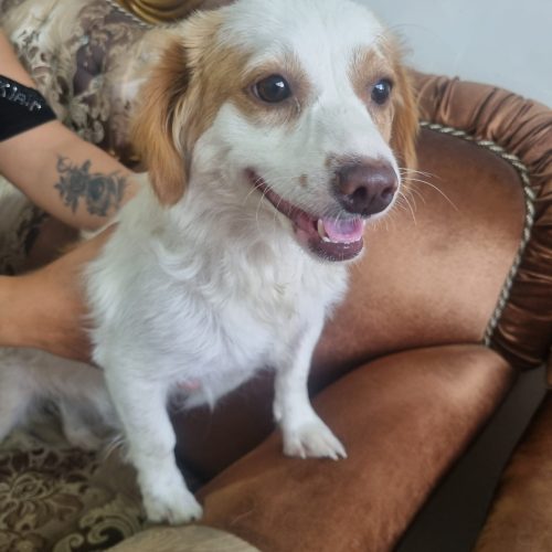 واگذاری فوری سگ