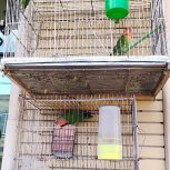 طوطی برزیلی