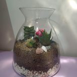 تراریوم کاکتوس،مناسب هدیه و دکور