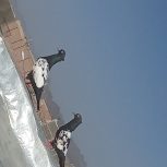 جفت کبوتر سینه ایی