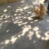 جوجه های کوشین پانتام اصل