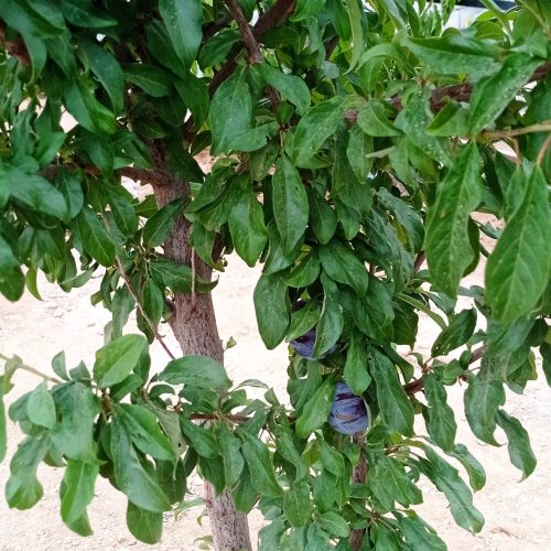 فروش باغ های 500 و1000 متری