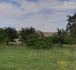 فروش حدودا 1000متر باغ در روستای سار