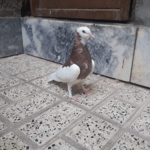 کبوتر پرشی و جفتگاه