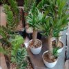 خدمات باغبانی هرسکاری گل کاری و تعویض خاک‌گلدون در منزل