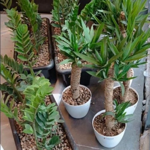 خدمات باغبانی هرسکاری گل کاری و تعویض خاک‌گلدون در منزل