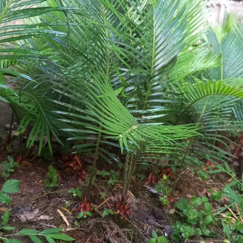 گل فضای باز