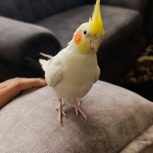 عروس هلندی رام