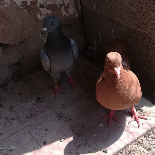 دو عدد کبوتر