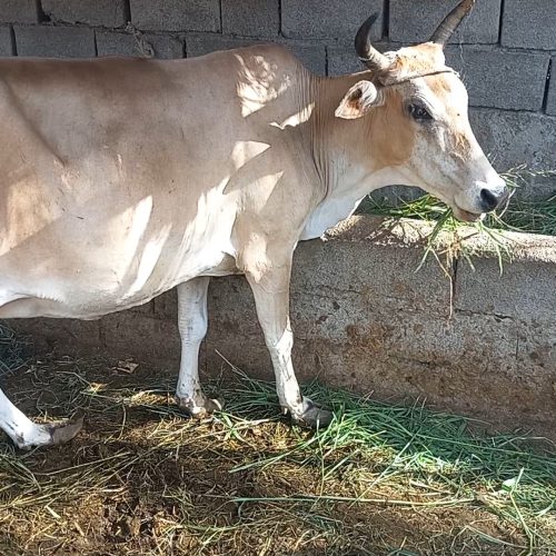 فروش گابه،زایده،