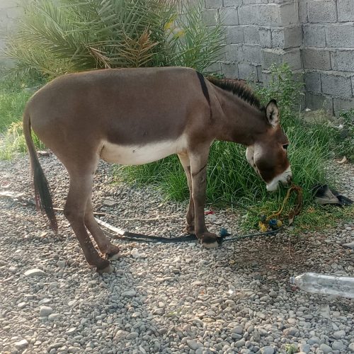 خر نر بهترین خر جوان