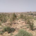 فروش باغچه 300 متری واقع در خدیجه خاتون