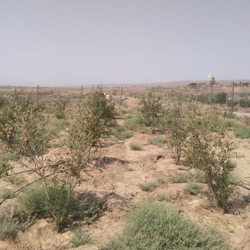فروش باغچه 300 متری واقع در خدیجه خاتون