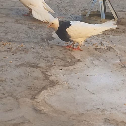 طوقی سیا جفت مفت