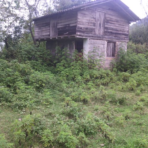 زمین باغی در شیرگاه
