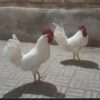 مرغ و خروس زنده🐔🐓🕊