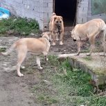 توله نر 15 ماهه