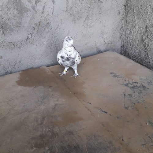 کبوتر پرشی سالم