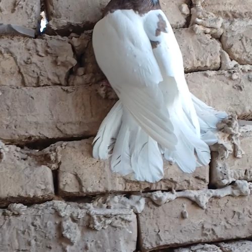 طوقی سرخ هفرنگ